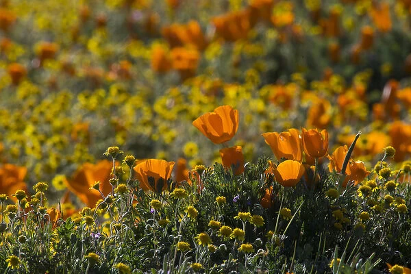 North America, USA, California. California Poppies (Eschscholzia californica) and Goldfields