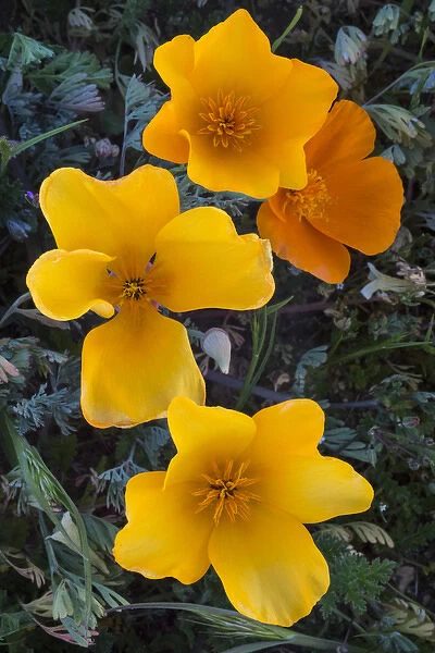 North America, USA, California. California Poppies (Eschscholzia californica) blooming