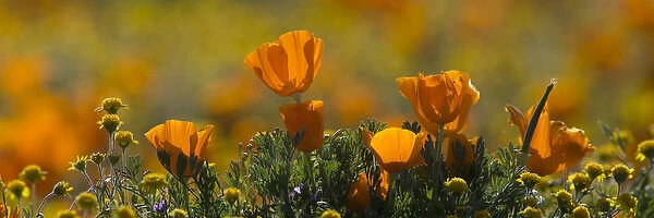 North America, USA, California. Detail of California Poppy (Eschscholzia californica)