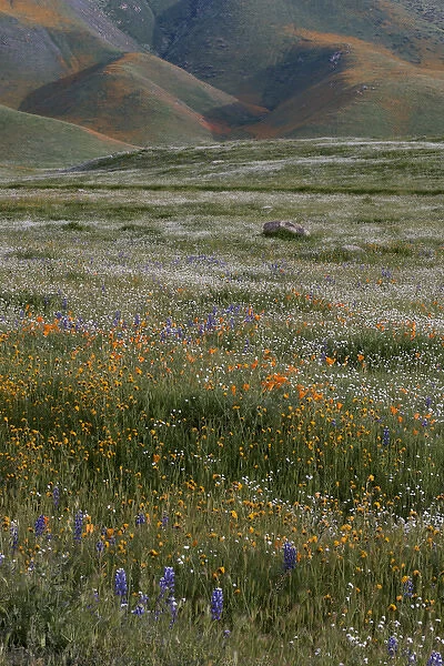North America, USA, California. California Poppy (Eschscholzia californica) and lupine