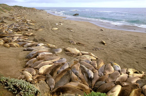 North America, USA, California. California Sea lions (zalophus californianus)