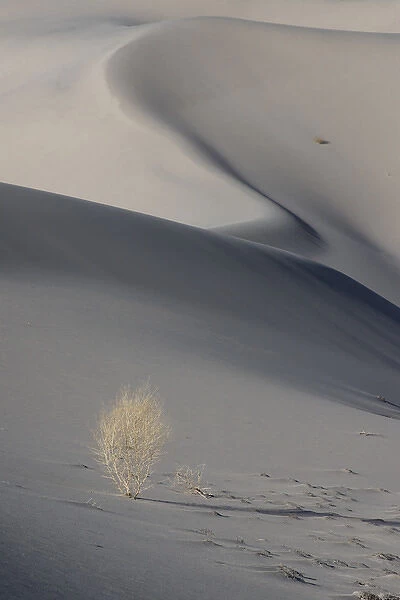 North America, USA, California, Death Valley National Park. Sunset shadow on dunes