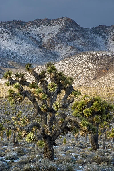 North America, USA, California, Death Valley National Park. Joshua Trees in the Snow