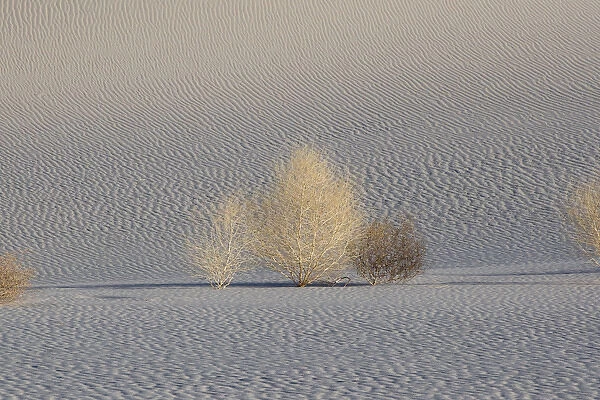 North America, USA, California, Death Valley National Park