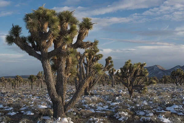 North America, USA, California, Death Valley National Park. Joshua Trees in the Snow