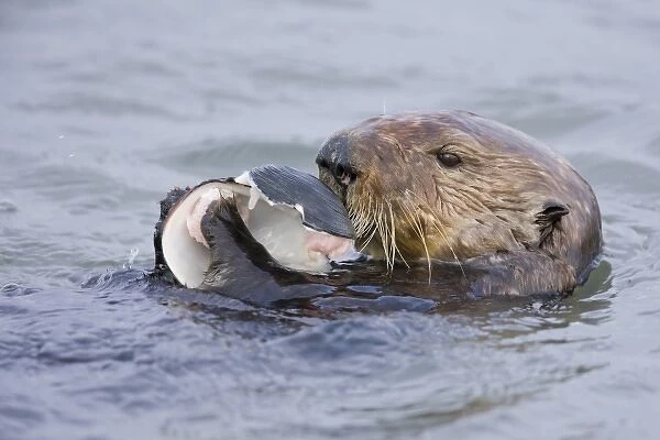 North America, USA, California, Elkhorn Slough. Sea Otter eating clam