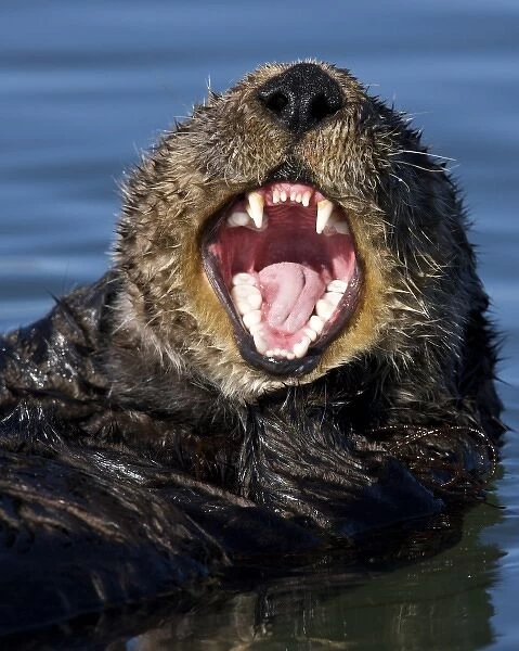 North America, USA, California, Elkhorn Slough. Sea Otter yawning