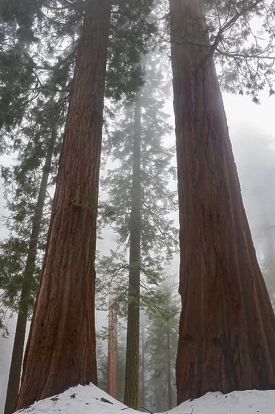 North America, USA, California. Foggy morning and spring snow under giant sequoia