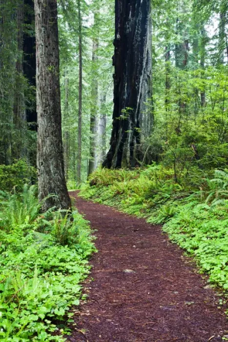 Framed Print : North America; USA; California; Hiking Trail in the Redwoods Framed Print : North America; USA; California; Hiking Trail in the Redwoods