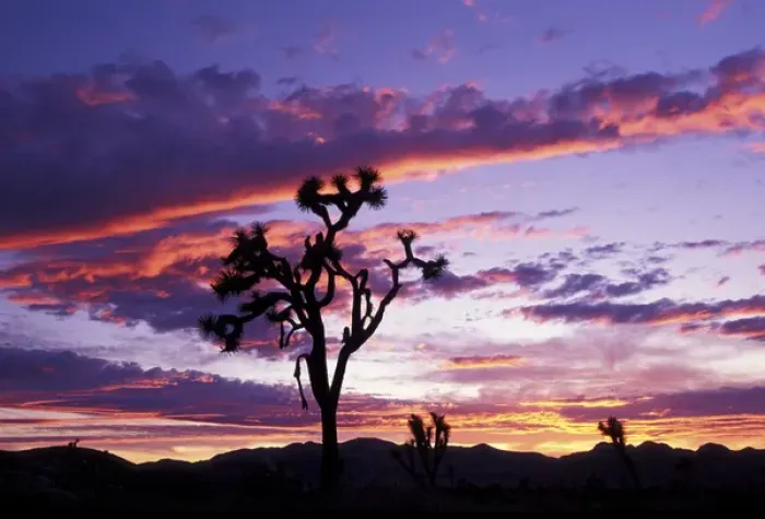 Framed Print : North America, USA, California. Joshua tree at sunset
