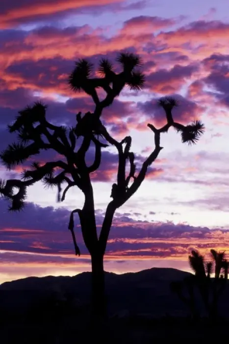 Framed Print : North America, USA, California. Joshua tree at sunset Framed Print : North America, USA, California. Joshua tree at sunset