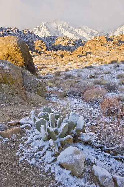 North America, USA, California, Lone Pine. Cactus dusted with snow in the Alabama Hills
