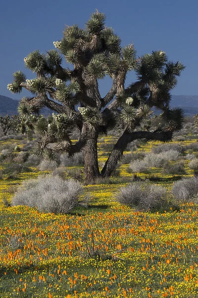 North America, USA, California, Mojave Desert