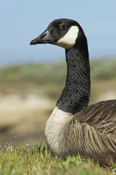 North America, USA, California, Point Lobos. Canada Goose
