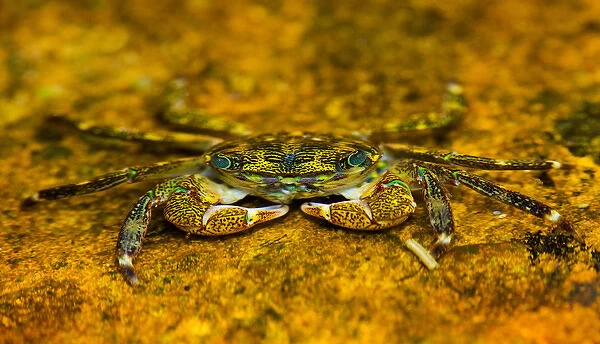North America, USA, California, Point Lobos State Park. Striped Shore Crab in a tidal