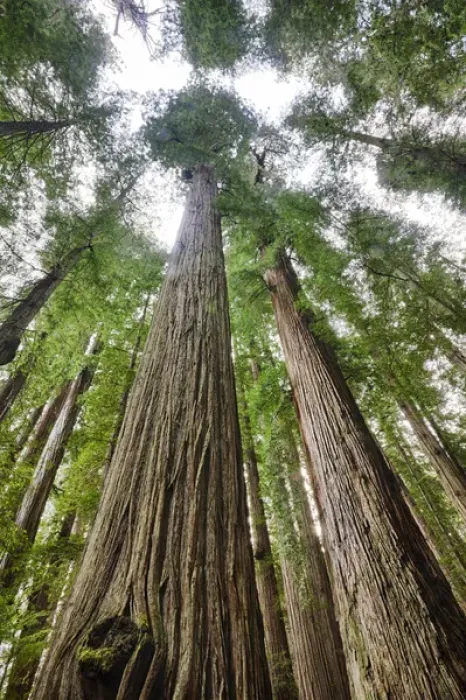 Framed Print : North America; USA; California; Redwoods National Park; Redwood Trees in Morning