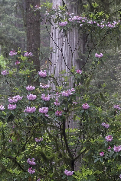 North America, USA, California. Rhododendron (Rhododendron macrophyllum) and Redwoods