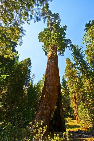 North America, USA, California, Sequoia Kings Canyon National Parks Grant Grove, General Grant Tree
