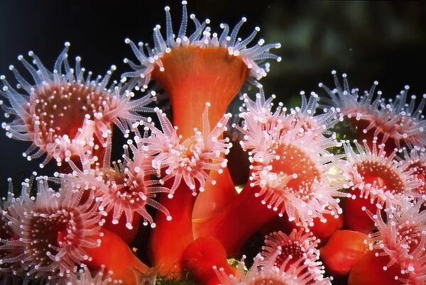 North America, USA, California. Strawberry anemone (Corynactis californica) cluster