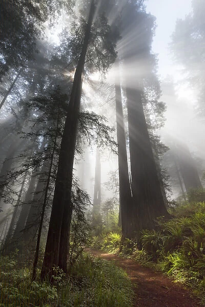 North America, USA, California. Sunlight streaming through the early morning mist