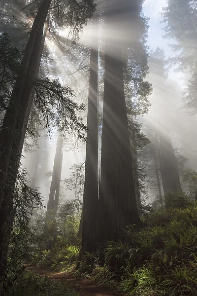 North America, USA, California. Sunlight streaming through high branches in early morning mist