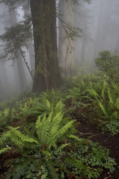 North America, USA, California. Sunlight through the early morning mist with ferns