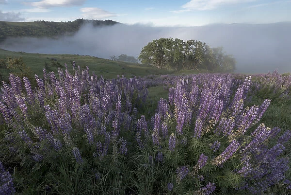 North America, USA, California. View from Bald Hills Road: oak trees, lupine, green hills and fog