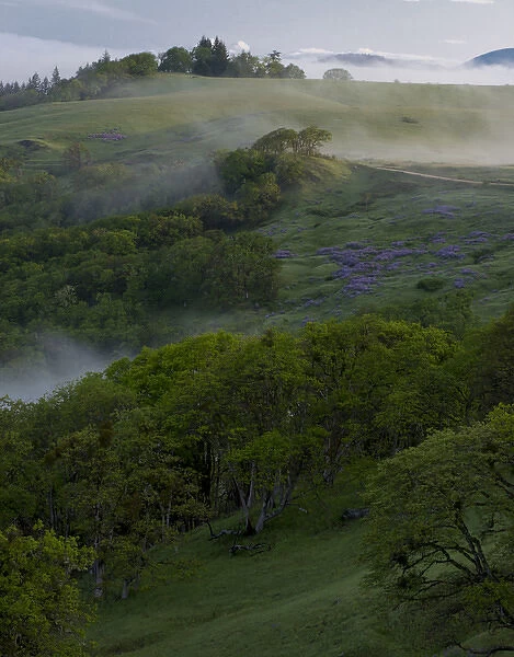 North America, USA, California. View from Bald Hills Road: oak trees, lupine, green hills and fog