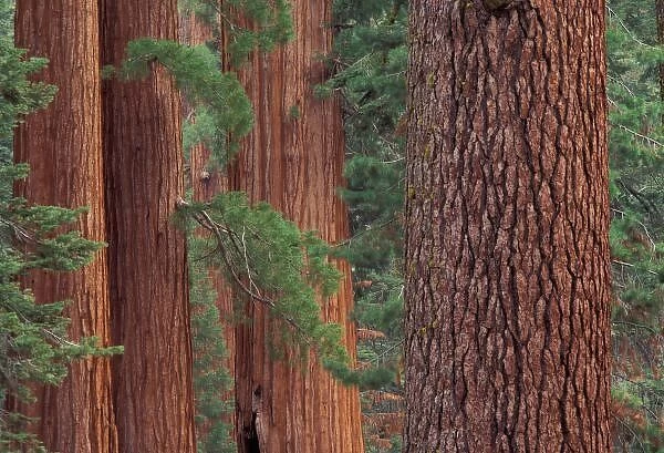 North America, USA, California, Yosemite NP, Mariposa Grove, sequoias