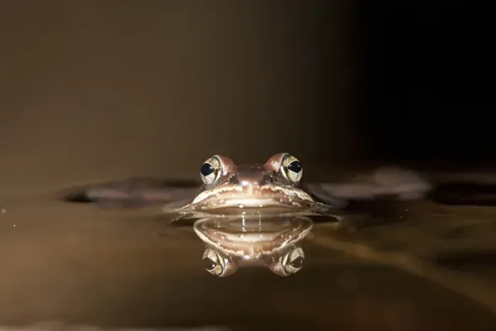 Framed Print : North America USA, Central Pennsylvania, Wood frog, Rana sylvatica, reflected in man-made pond