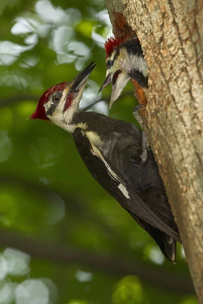 North America, USA, Central Pennsylvania Pileated Woodpecker, Dryocopus pileatus