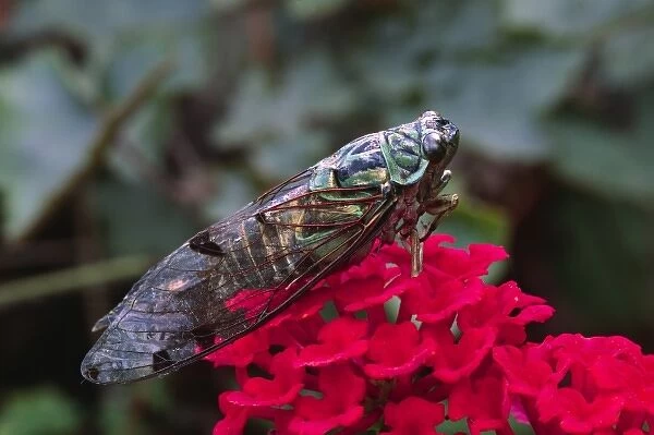 North America, USA. A Cicada, a true bug and a member of the family cicadidae. Species not known