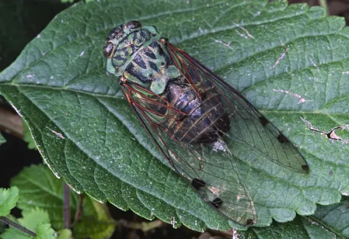 Framed Print : North America, USA. A Cicada, a true bug and a member of the family cicadidae. Species