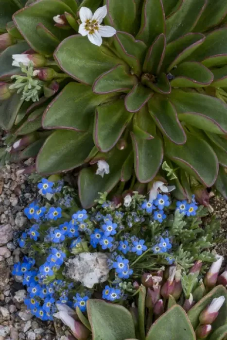 Framed Print : North America, USA, Colorado, American Basin, Alpine Spring Beauty (Claytonia megarhiza) Framed Print : North America, USA, Colorado, American Basin, Alpine Spring Beauty (Claytonia megarhiza)