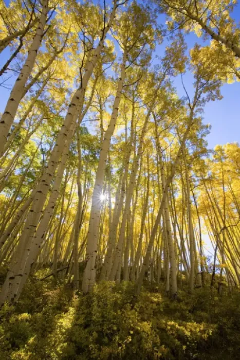 Framed Print : North America, USA, Colorado, Autumn Aspens Along the Last Dollar Road Framed Print : North America, USA, Colorado, Autumn Aspens Along the Last Dollar Road