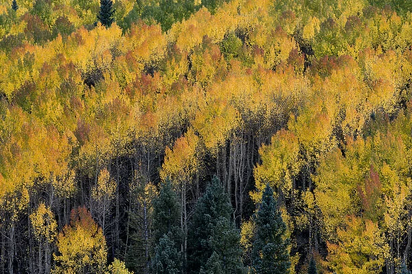 North America, USA, Colorado. Autumn yellow aspen, fir trees, Uncompahgre National Forest
