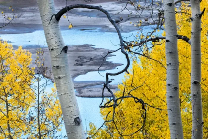 Framed Print : North America, USA, Colorado. Bright yellow autumn leaves on aspen and turquoise