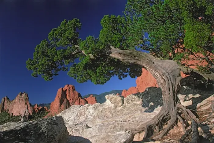 Framed Print : North America, USA, Colorado, Colorado Springs, Garden of the Gods. Tree with colorful