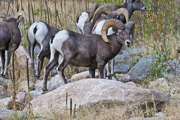 North America, USA, Colorado, Drake, Grazing Group of Bighorned Sheep Rams
