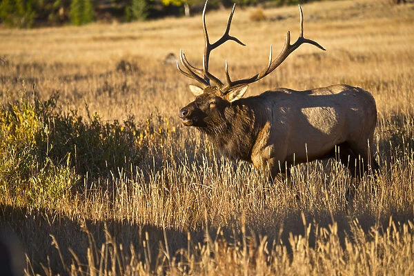 North America, USA, Colorado, Estes Park, Rocky Mountain National Park Bull Elk Bugling