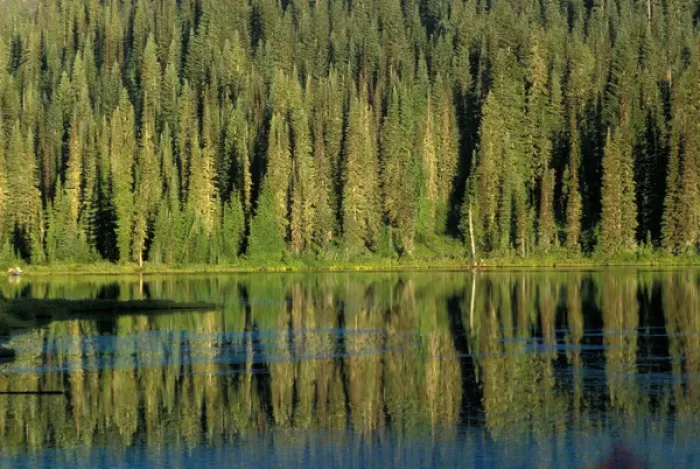 Framed Print : North America, USA, Colorado, Fir forest reflection