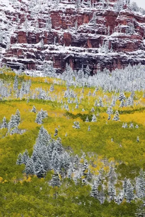 Framed Print : North America, USA, Colorado, First Snow over the Red Cliffs and Aspens of Redstone Framed Print : North America, USA, Colorado, First Snow over the Red Cliffs and Aspens of Redstone