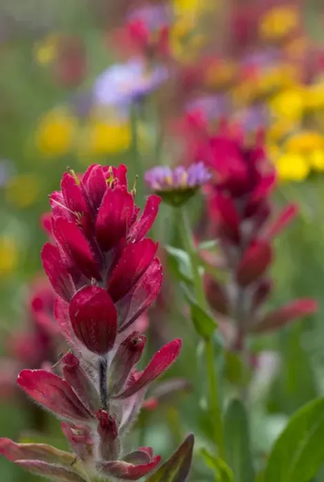 Framed Print : North America, USA, Colorado, Jones Pass, Alpine Wildflowers with Paintbrush (Castilleja sp