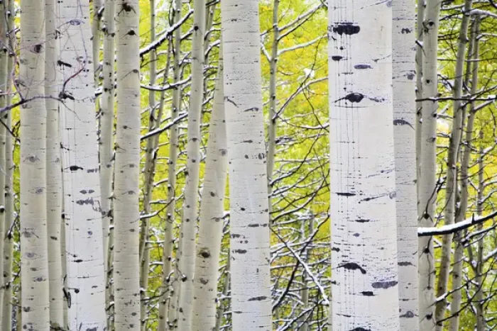 Framed Print : North America, USA, Colorado, Kebler Pass, Snow covered Aspens with Autumn Color Framed Print : North America, USA, Colorado, Kebler Pass, Snow covered Aspens with Autumn Color