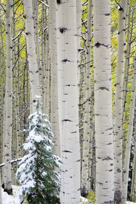 Framed Print : North America, USA, Colorado, Kebler Pass, Snow covered Aspens with Autumn Color