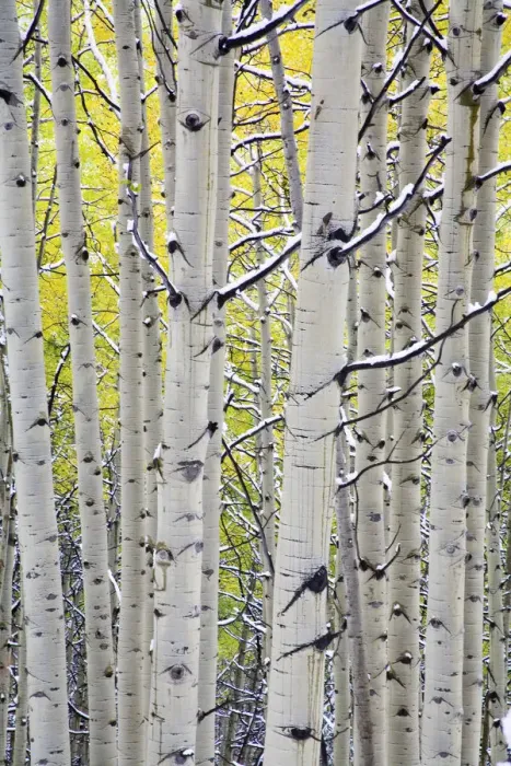 Framed Print : North America, USA, Colorado, Kebler Pass, Snow covered Aspens with Autumn Color Framed Print : North America, USA, Colorado, Kebler Pass, Snow covered Aspens with Autumn Color