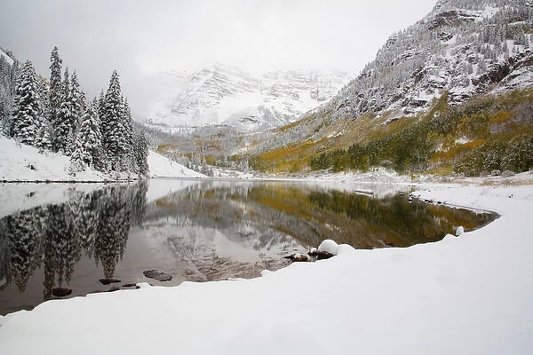 North America, USA, Colorado, Maroon Bells, Snow Covered Aspens and Firs With Reflections