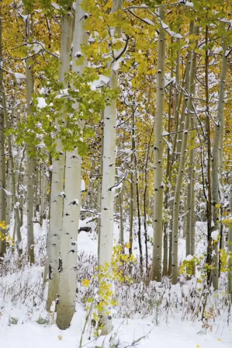 Framed Print : North America, USA, Colorado, Maroon Bells, Snow covered Aspens with Autumn Color