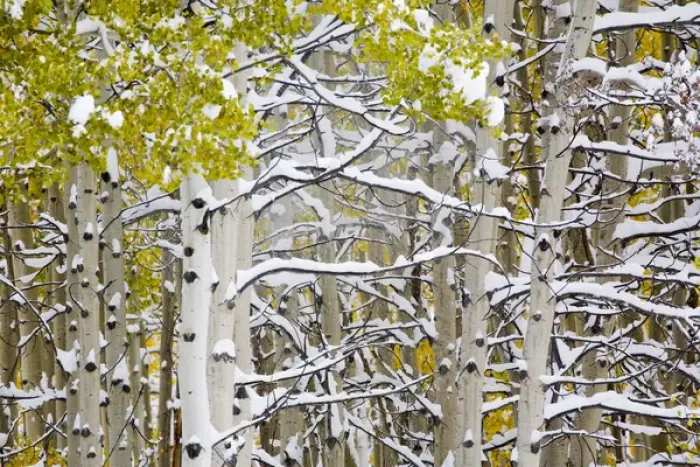 Framed Print : North America, USA, Colorado, Maroon Bells, Snow covered Aspens with Autumn Color Framed Print : North America, USA, Colorado, Maroon Bells, Snow covered Aspens with Autumn Color