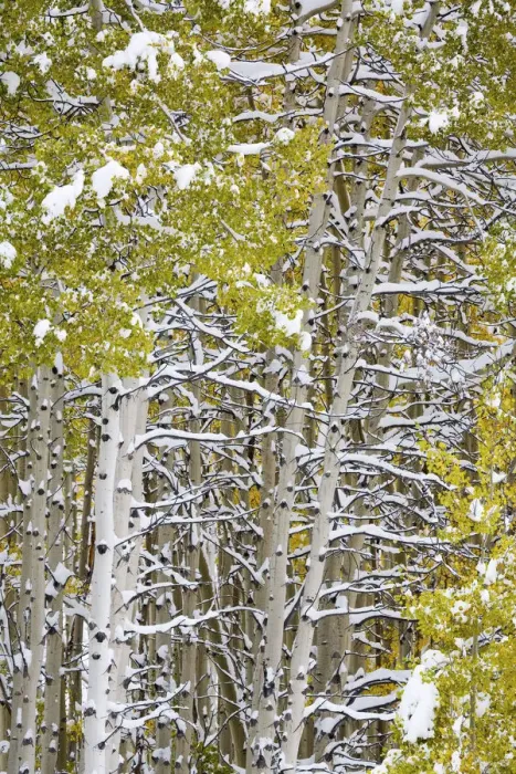 Framed Print : North America, USA, Colorado, Maroon Bells, Snow covered Aspens with Autumn Color